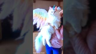 shortvideo catpetschannel catvideos funny ytpets funnyanimal pets funnypetschannel [upl. by Lory]