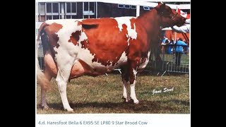 Ayrshire Maiden Heifer Class UK Dairy Expo 2024 Judge Daniel Bacon AU [upl. by Zack]