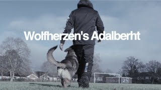 Wolfherzens Adalberht GSD 2 years IPO Schutzhund dog training [upl. by Nicoline]