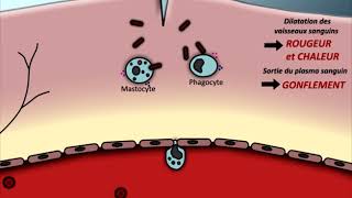 Animation Réaction inflammatoire [upl. by Enelcaj967]