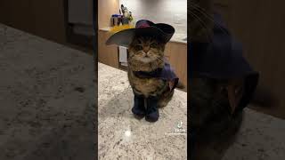 Funny Cat Dressed As Puss In Boots shrek cat funny [upl. by Oswal930]