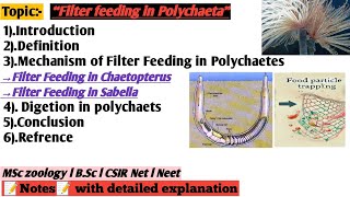 Filter feeding in polychaeta  Nutrition and digetion in Annelida  filter feeding in chaetopterus [upl. by Luhar]