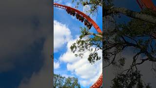 Tigris roller coaster bush garden Tampa bay Florida shorts youtubeshorts [upl. by Odrareve477]