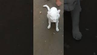 Butiful Catamp39s short videos funnyanimal funny uploud cats [upl. by Nigen]