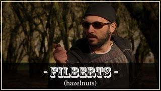 Filberts Hazelnuts Are Nuts [upl. by Brabazon]