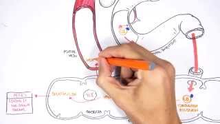 Bilirubin Metabolism [upl. by Manuela]