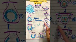 Volvox volvox greenalgae botany bscbotany botanypcs asexual microbiology reproduction [upl. by Geehan]