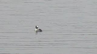 Bufflehead Duck [upl. by Ahseneuq]