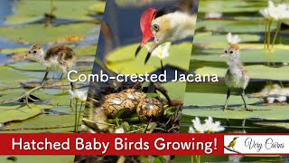 Combcrested Jacana Chicks  Baby Birds Growing [upl. by Seavir603]