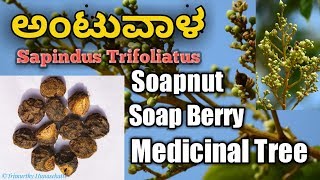 ಅಂಟುವಾಳ Sapindus Trifoliatus South Indian Soapnut [upl. by Katey]