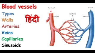 Blood vessels in hindi  types  arteries  veins  walls  capillaries  sinusoids [upl. by Eisinger]