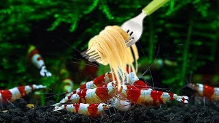 Do Shrimps Eat Spaghetti [upl. by Annayar]