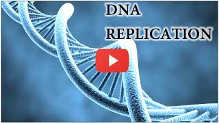 DNA Replication Animation  Super EASY [upl. by Odo710]