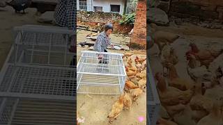 Amazing birds Cage 😱😱😱youtubeshorts shortsviral cagetrap cage [upl. by Artemas420]