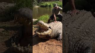 The biggest alligator in the world [upl. by Blader]