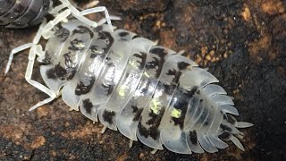 Oniscus asellus Isopod Care Guide [upl. by Eiruam]