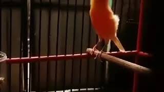 Canary singing bird most beautiful song 2 [upl. by Nylia]