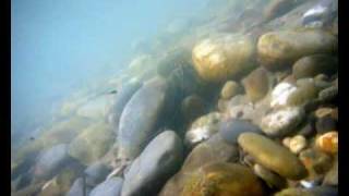 UnterwasserAufnahmen aus der Aare bei Bremgarten 9 Juli 2010 [upl. by Yenaiv]