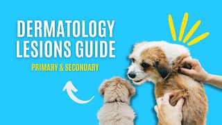 Your GUIDE To PrimarySecondary Dermatology Lesions [upl. by Tamarah]