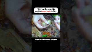 Glass mushrooms like youve never seen before food cooking [upl. by Alleroif965]