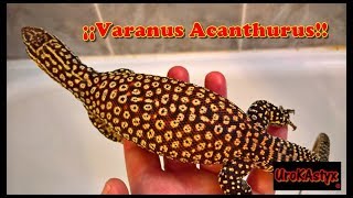 Varanus Acanthurus [upl. by Eimaraj937]