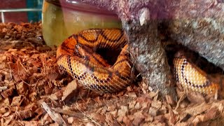 meet the rainbow boa [upl. by Vacla]