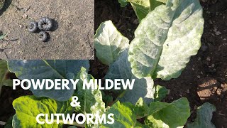 My garden is under attack Swiss chard Fungai Cutworms in my garden Countryside life [upl. by Avlem]