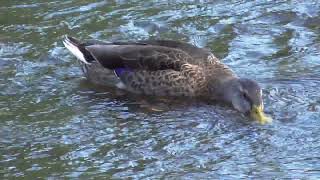 Waterfowl Parade After Church in the Park [upl. by Kifar442]