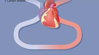 Movement of Oxygen and Carbon Dioxide in the Body [upl. by Bergeman]