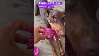 Good evening to all beloved kiss from Dixie 🇨🇦doberman canada doglover pets dog [upl. by Collin]