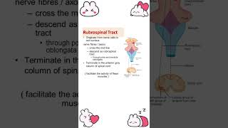 Rubrospinal tract usmle pmdc neet [upl. by Retsevlys858]