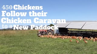 450 Chickens follow their Chicken Caravan to a new paddock [upl. by Hakceber]