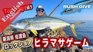 Kingfish on RUSH DIVE and Jigs in Sado island Niigata prefecture [upl. by Ellord878]