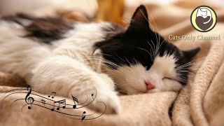 Calming Music for Cats  Relaxation Deep Sleep Stress Relief Peaceful Piano Music [upl. by Inattyrb56]