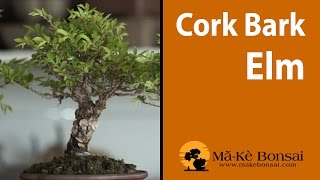 118 Cork Bark Elm Bonsai are excellent Bonsai Trees for Beginners [upl. by Katonah]