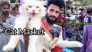 Sunday Saddar Cat Market Karachi Pakistan  Saddar Cat Market  Cat for Sale 101124 babapetsinfo [upl. by Namad]