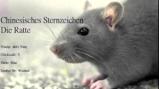 Chinesisches Sternzeichen die Ratte und ihre Eigenschaften Ratten sind geborene Familienmenschen [upl. by Aurora]