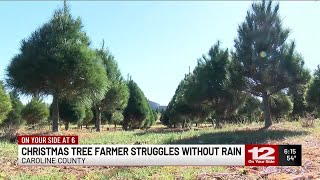 ‘Lost a few hundred trees’ Caroline Co Christmas tree farmers talks struggles without rain [upl. by Yedarb601]