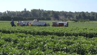 Longos Taste Ontario Peppers [upl. by Philana]