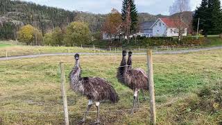 BANGDALEN OM HØSTEN [upl. by Gerdeen]