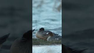 Jääkoskel Mergus merganser Goosander  Eesti linnud [upl. by Oicnerual824]