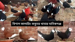 12323 সবথেকে সুন্দর কালারিং কবুতর খামার। কবুতর পালন পদ্ধতি। kobutor vairal  কবুতরের খামার। [upl. by Eirelam]