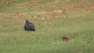 Bobcat amp Turkey Vulture [upl. by Ydor]