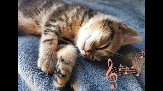 Musique douce et relaxante pour endormir un chat berceuse avec ronronnement  3 Heures 💖 ♬ ♬ [upl. by Lamag]