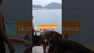 Ikan sebanyak ini fishing anambasisland anambas nelayan nelayanbagang beach nelayanpinggiran [upl. by Ottillia]