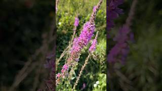 Purple Loosestrife  magickal properties 🌱 magick nature forest witch [upl. by Airtal932]