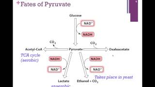 095Glycolysis Summary Fates of Pyruvate [upl. by Miehar]