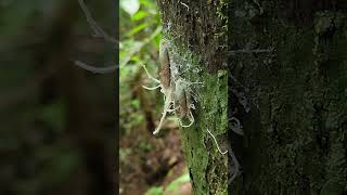 Wax  tailed Planthoppers [upl. by Nitnerb]