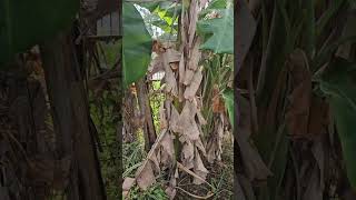 4th bloom on this clump of Orinoco Bananas for this year superbanana [upl. by Turnheim]