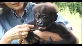 Baby Gorilla Blog 4 [upl. by Grieve]